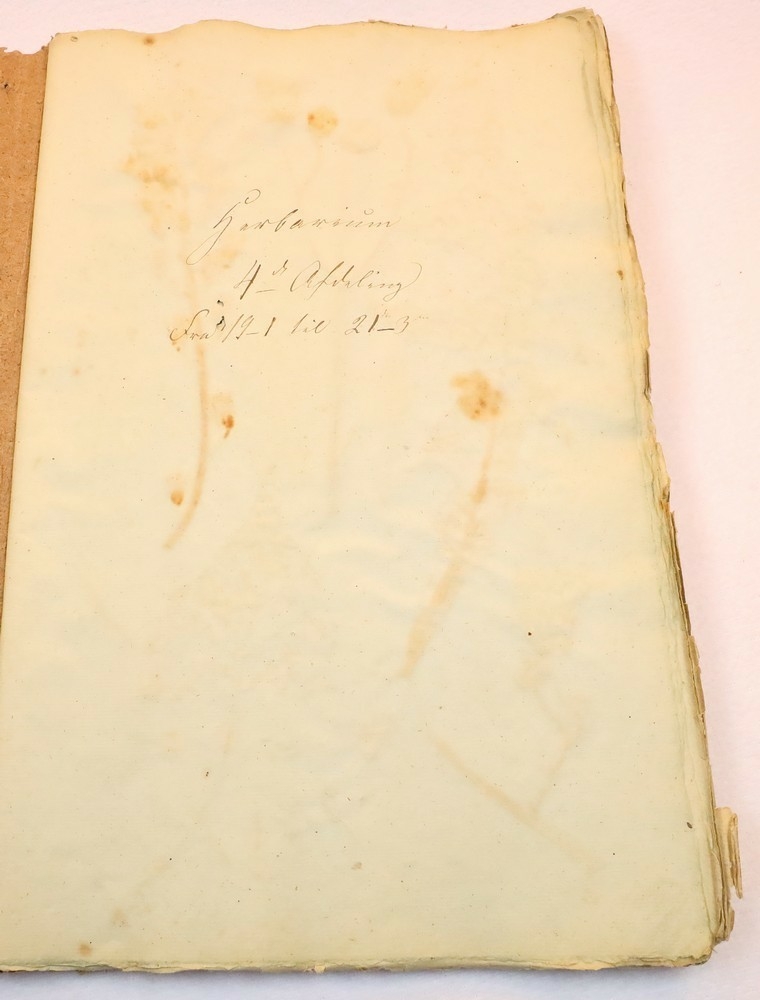 Plante nr. 266 frå Ivar Aasen sitt herbarium.  