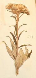 Ivar Aasens herbarium