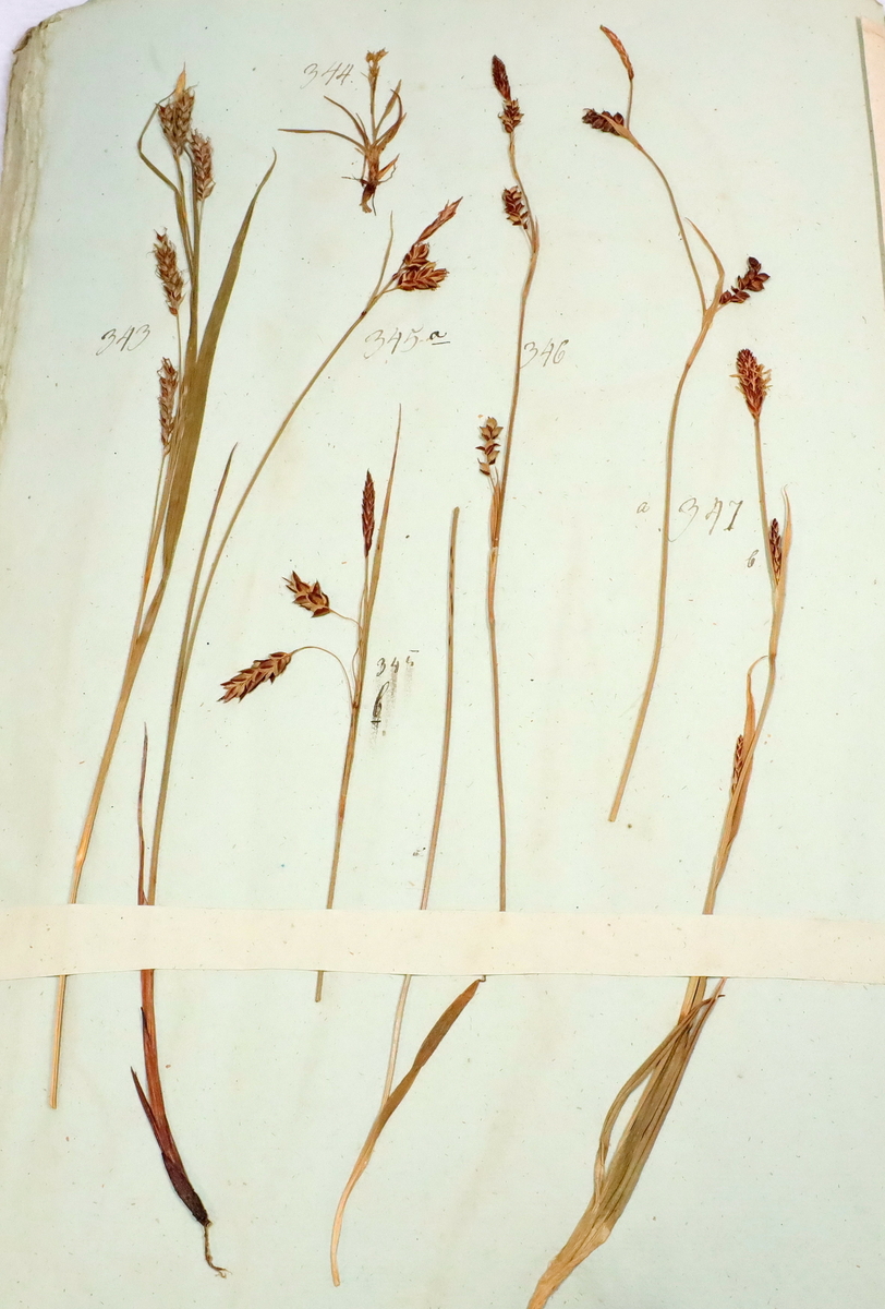 Plante nr. 345a frå Ivar Aasen sitt herbarium.  


Planten er i same art som nr. 345b i herbariet