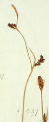 Ivar Aasens herbarium