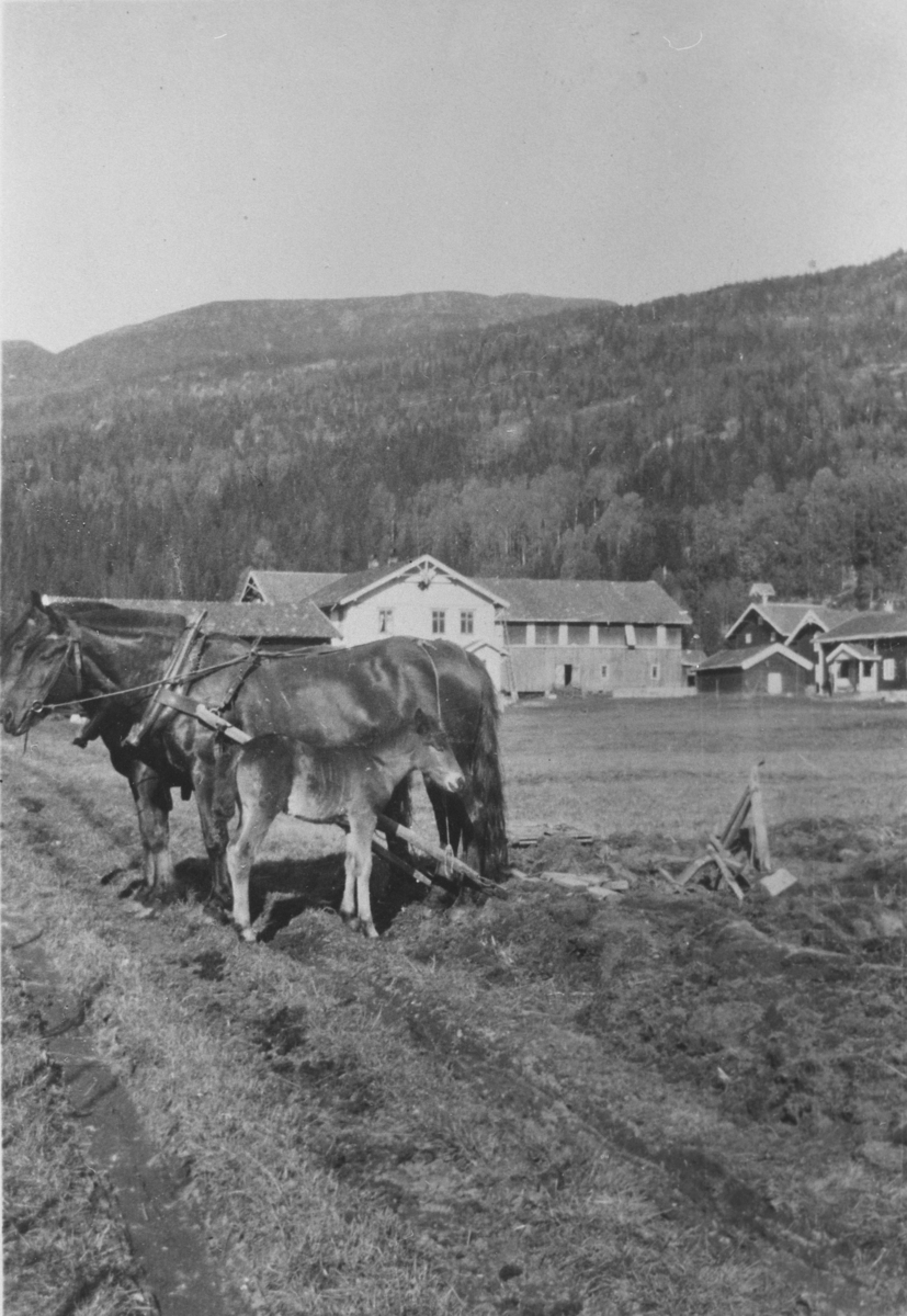 Pløying på Frøvoll, ca. 1910.