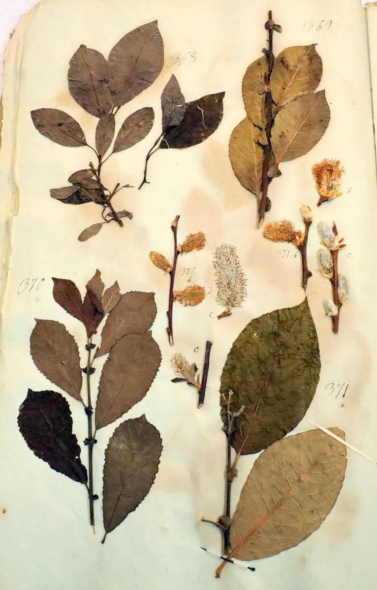 Plante nr. 369 frå Ivar Aasen sitt herbarium.  


Planten er i same art som nr. 368 frå herbariet