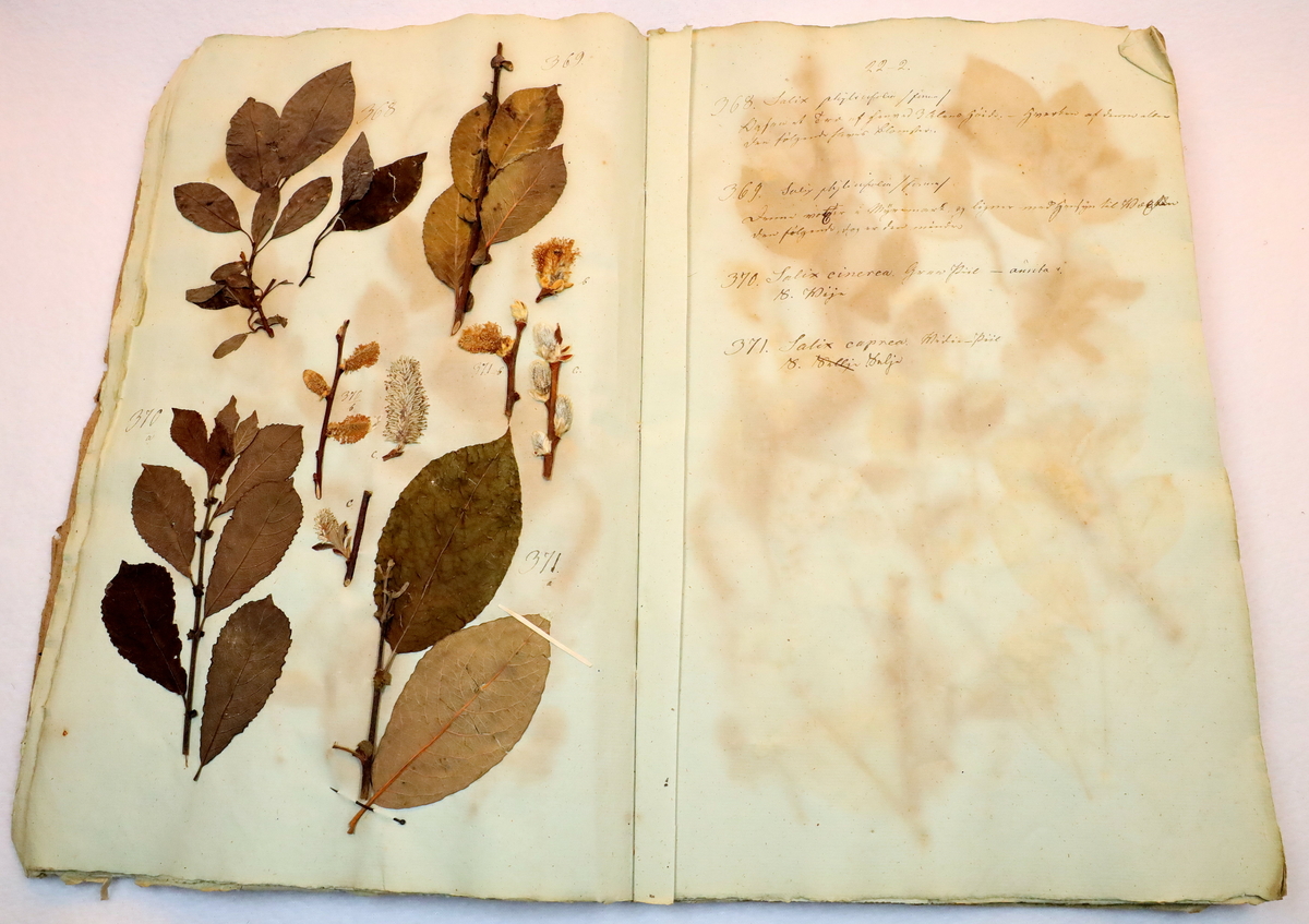 Plante nr. 368 frå Ivar Aasen sitt herbarium.  


Planten er i same art som nr. 369 frå herbariet