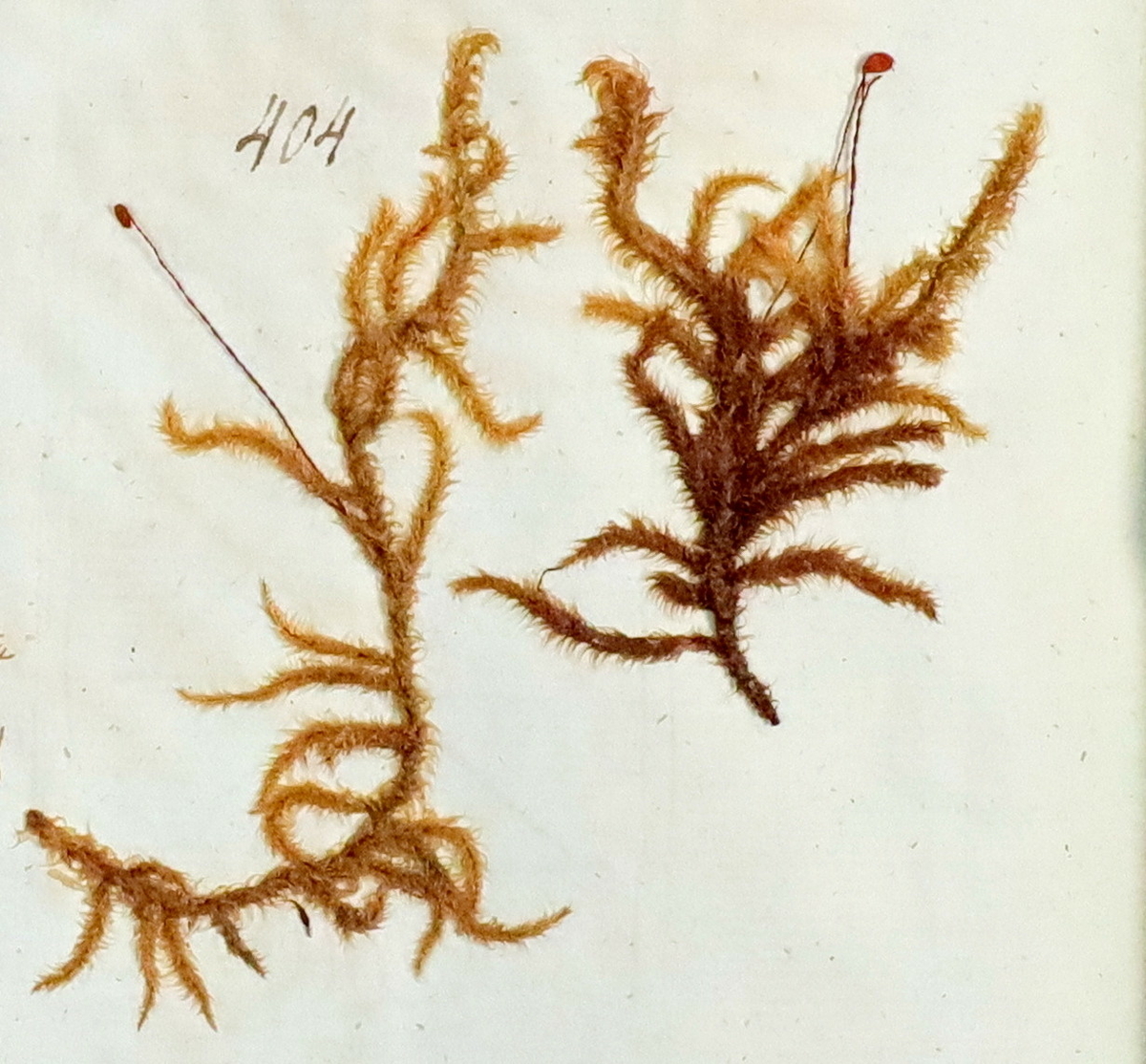 Plante nr. 405 frå Ivar Aasen sitt herbarium.  


