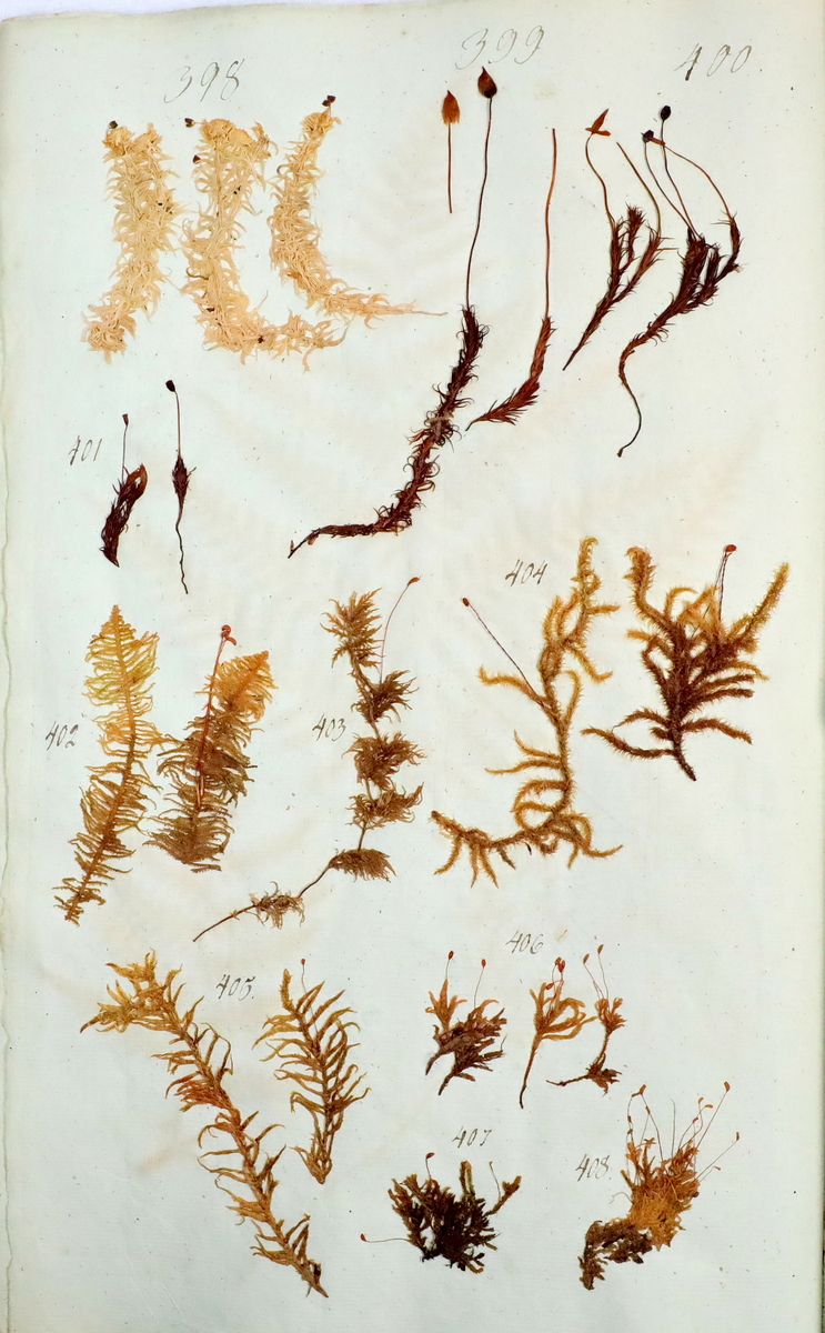 Plante nr. 405 frå Ivar Aasen sitt herbarium.  


