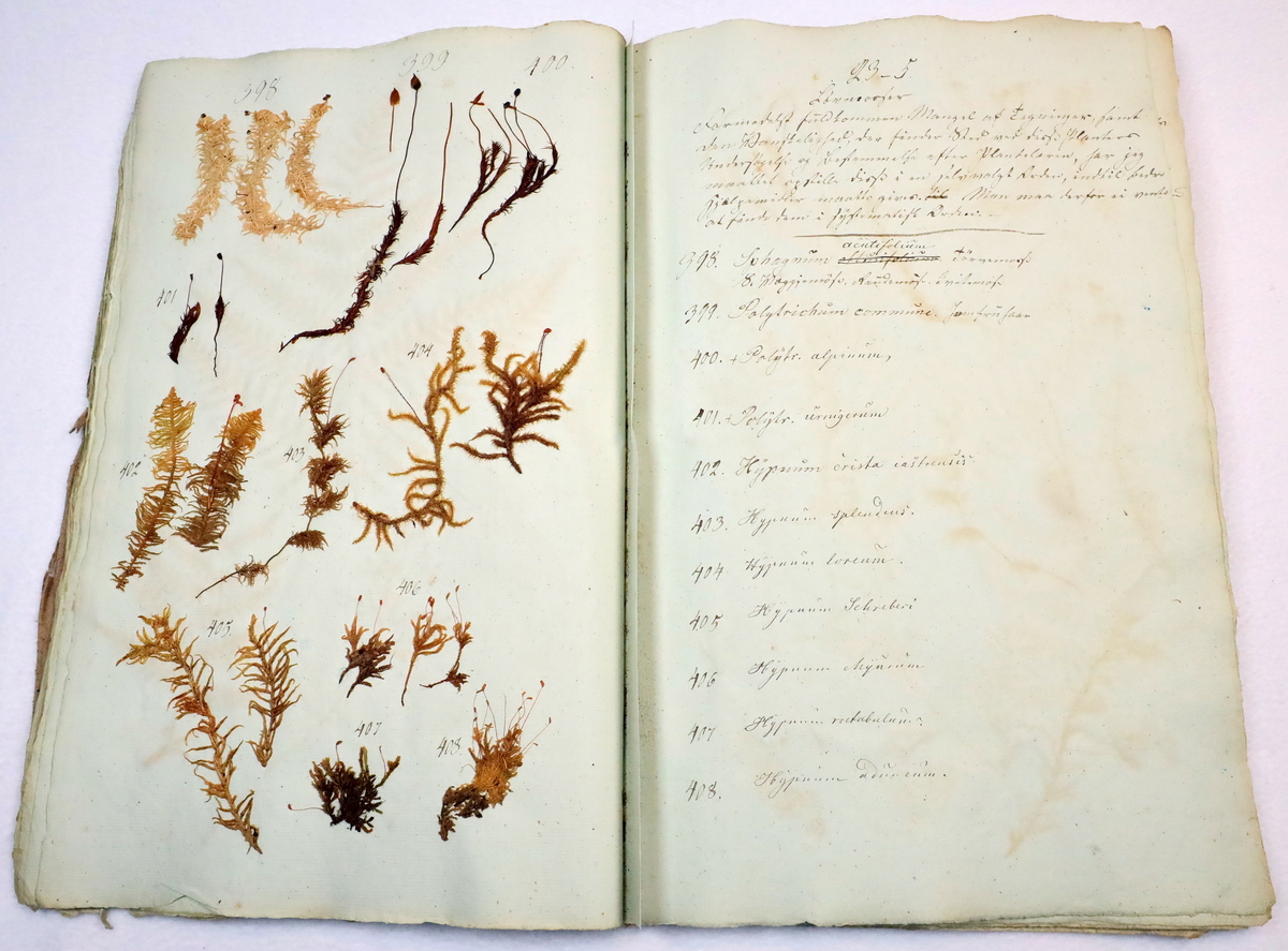 Plante nr. 405 frå Ivar Aasen sitt herbarium.  


