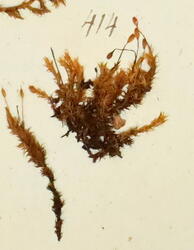 Ivar Aasens herbarium