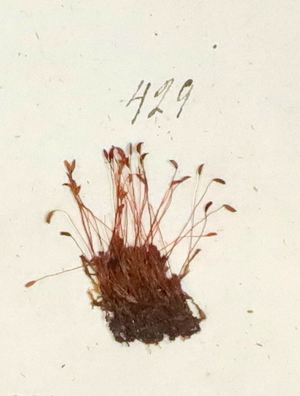 Plante nr. 429 frå Ivar Aasen sitt herbarium.  


Planten er i same art som nr. 427 og 437 i herbariet