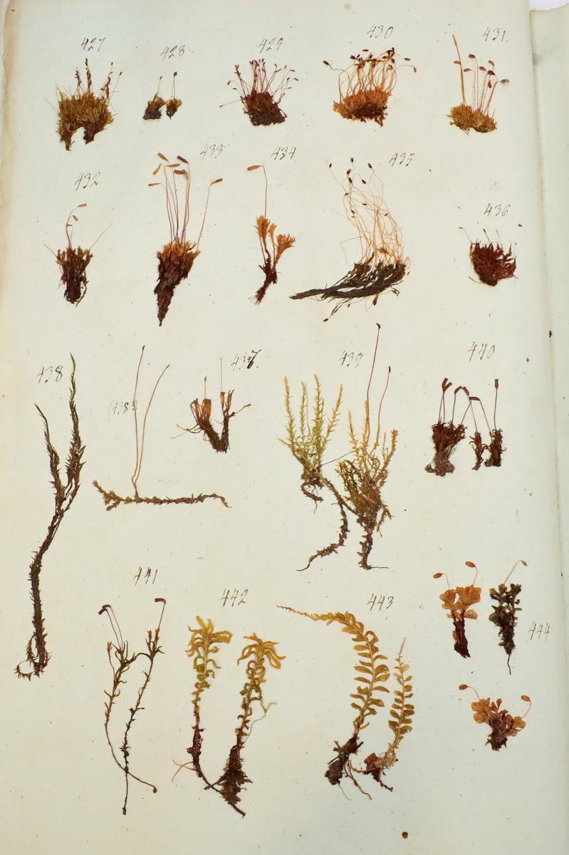 Plante nr. 429 frå Ivar Aasen sitt herbarium.  


Planten er i same art som nr. 427 og 437 i herbariet