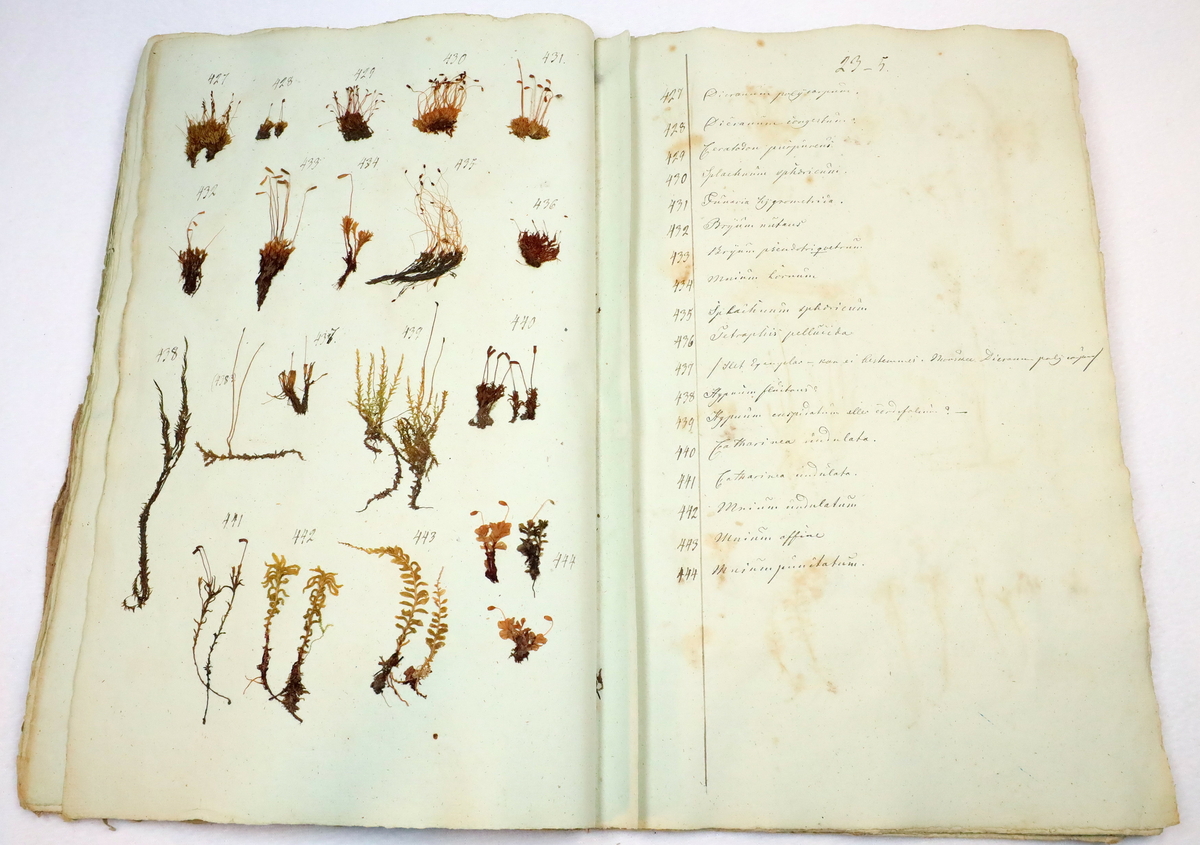 Plante nr. 429 frå Ivar Aasen sitt herbarium.  


Planten er i same art som nr. 427 og 437 i herbariet