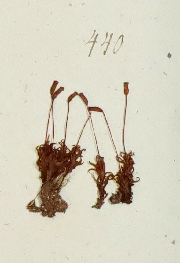 Plante nr. 440 frå Ivar Aasen sitt herbarium.  


Planten er i same art som nr. 441 i herbariet
