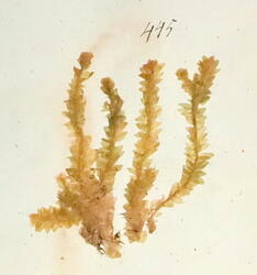 Ivar Aasens herbarium