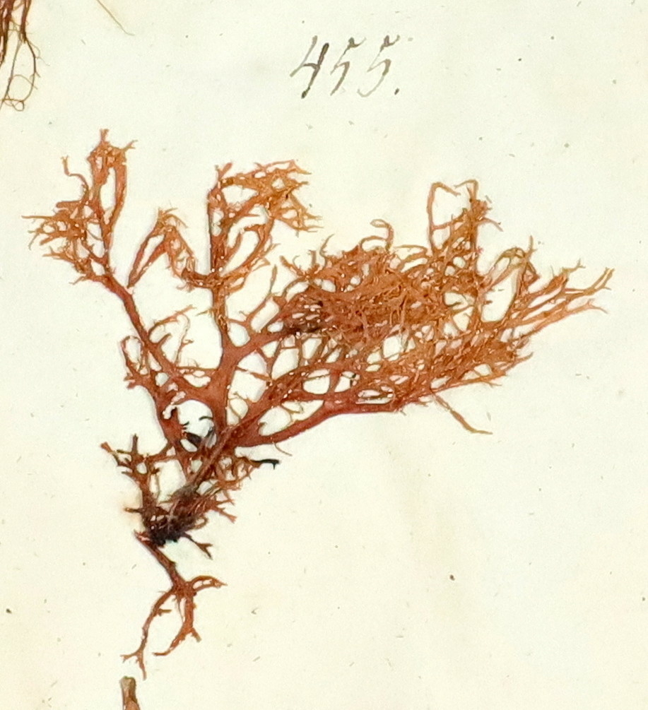 Plante nr. 455 frå Ivar Aasen sitt herbarium.  
