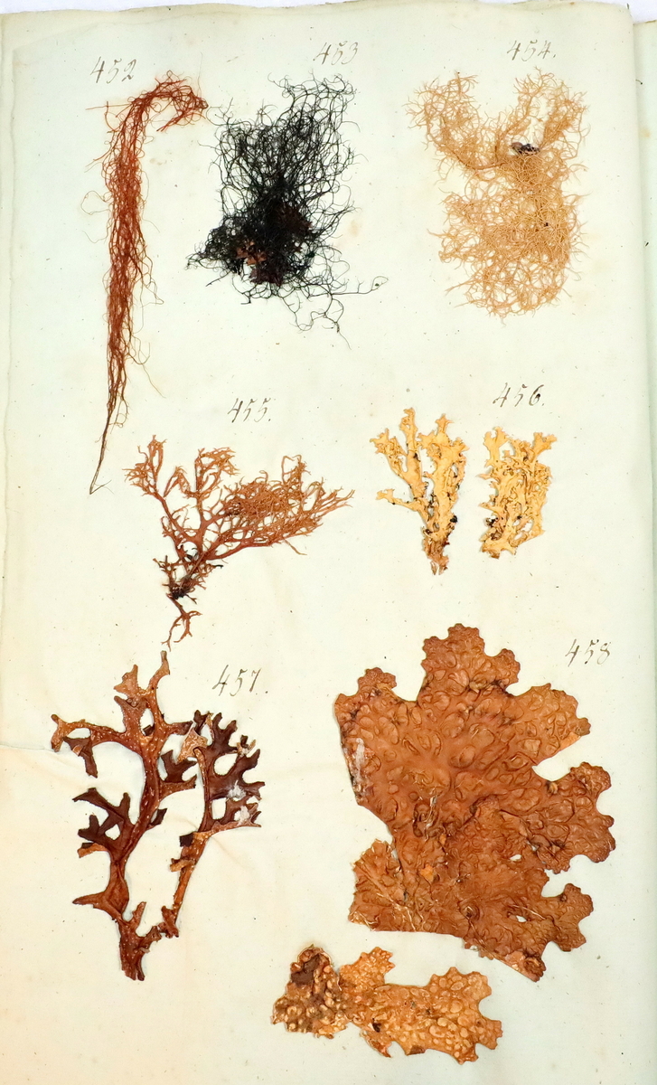 Plante nr. 455 frå Ivar Aasen sitt herbarium.  
