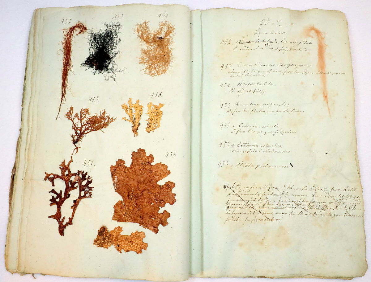 Plante nr. 455 frå Ivar Aasen sitt herbarium.  
