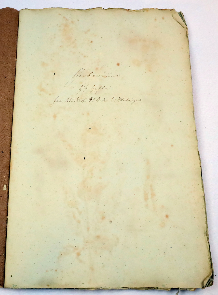 Plante nr. 455 frå Ivar Aasen sitt herbarium.  

