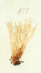 Pigglav-Cladonia uncialis