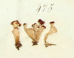 Grynrødbeger-Cladonia coccifera