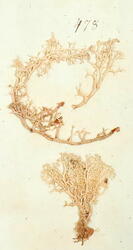 Lys reinlav-Cladonia arbuscula