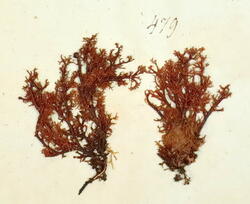 Brun korallav-Sphaerophorus globosus