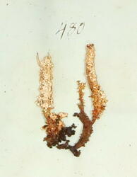 Blomsterlav-Cladonia bellidiflora