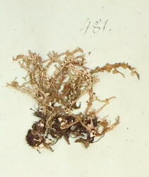 Gaffellav-Cladonia furcata