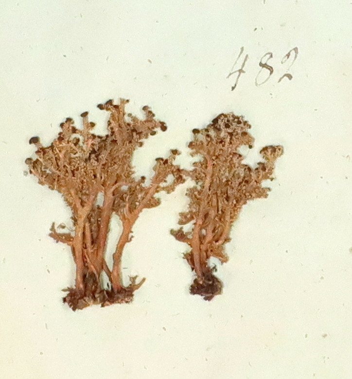 Plante nr. 482 frå Ivar Aasen sitt herbarium. 


Planten er i same art som nr. 483 frå herbariet
