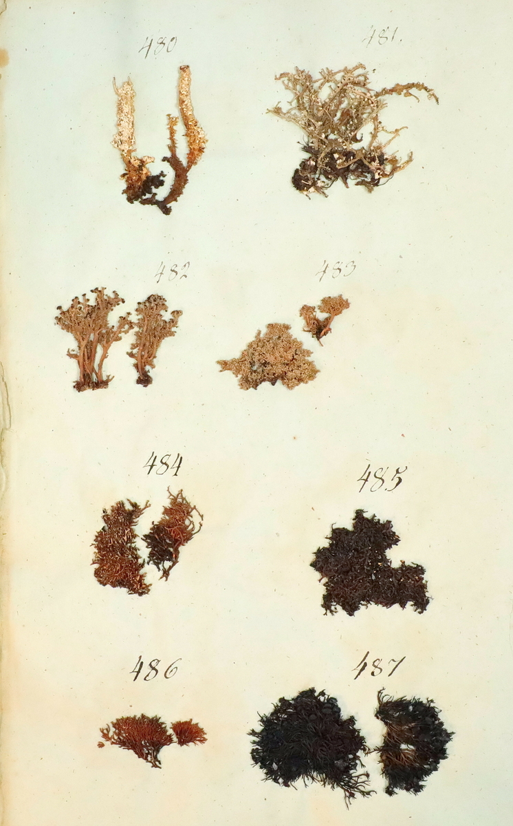 Plante nr. 487 frå Ivar Aasen sitt herbarium. 