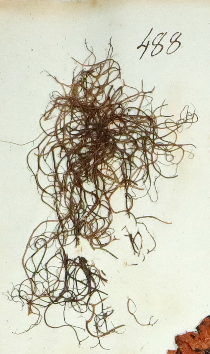 Plante nr. 488 frå Ivar Aasen sitt herbarium. 