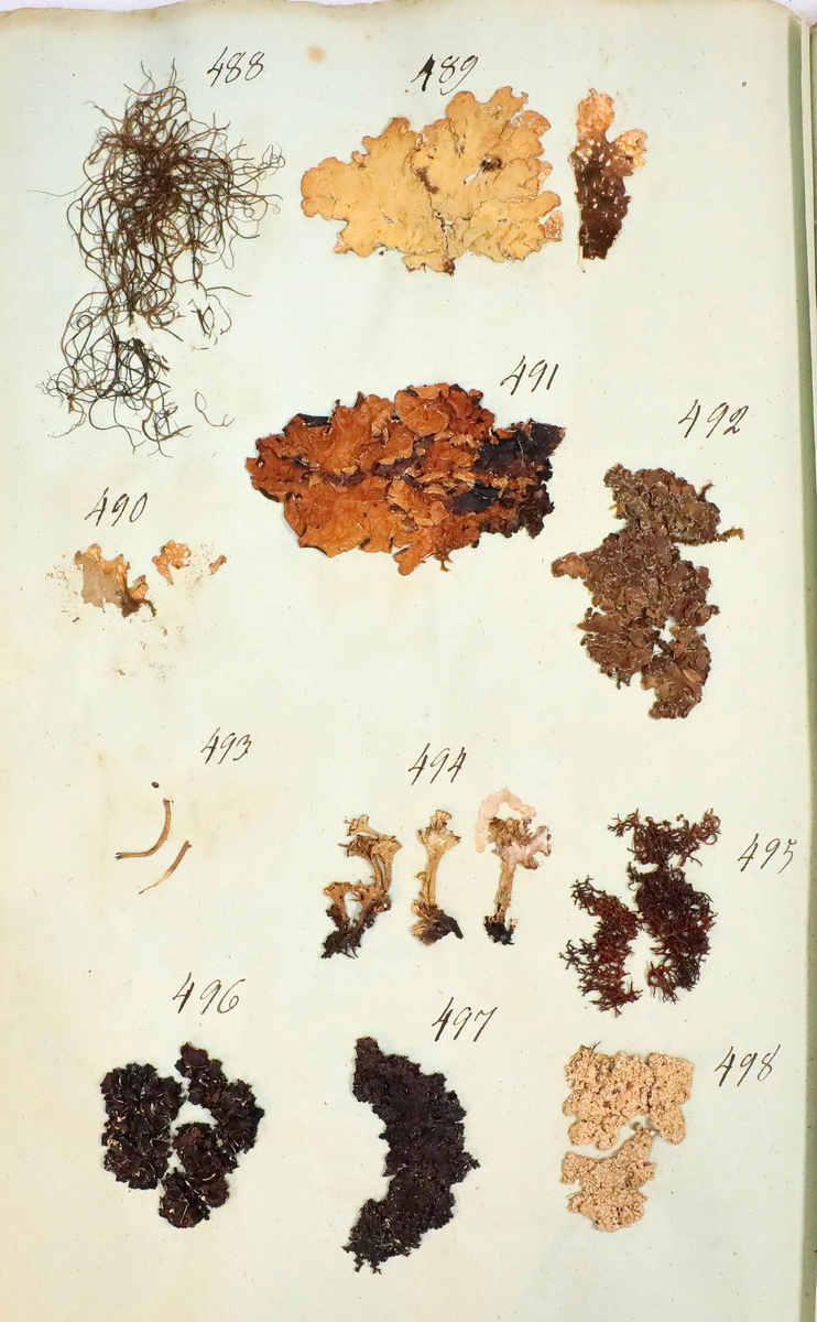 Plante nr. 488 frå Ivar Aasen sitt herbarium. 