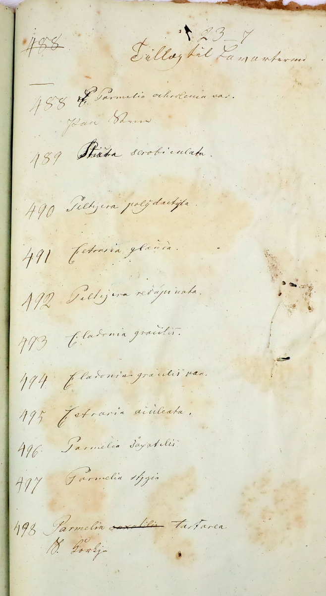 Plante nr. 488 frå Ivar Aasen sitt herbarium. 