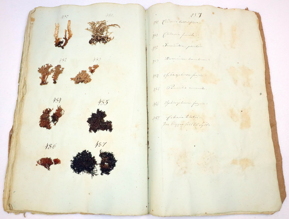 Plante nr. 487 frå Ivar Aasen sitt herbarium. 