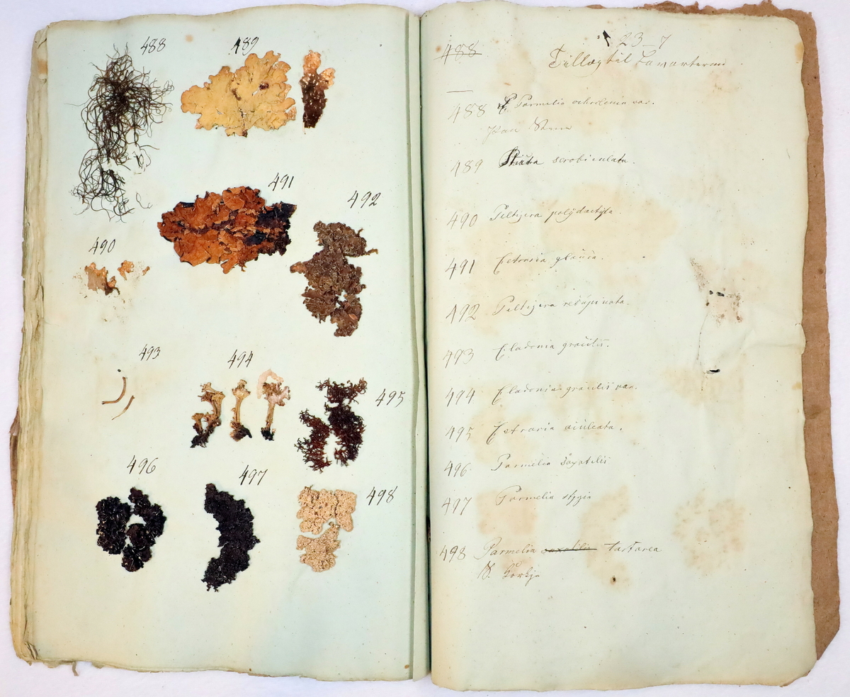 Plante nr. 488 frå Ivar Aasen sitt herbarium. 