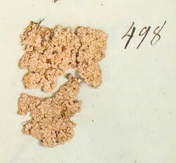 Fargekorkje-Ochrolechia tartarea