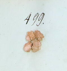 Lys fargelav-Parmelia serrana