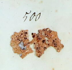 Vanleg fokklav-Ophioparma ventosa