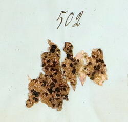 Vanleg blodlav-Mycoblastus sanguinarius