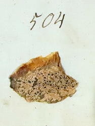 Kantlavar-Lecanoromycetes