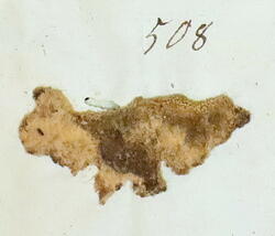 Ferskvassalge-Croolepus aurens