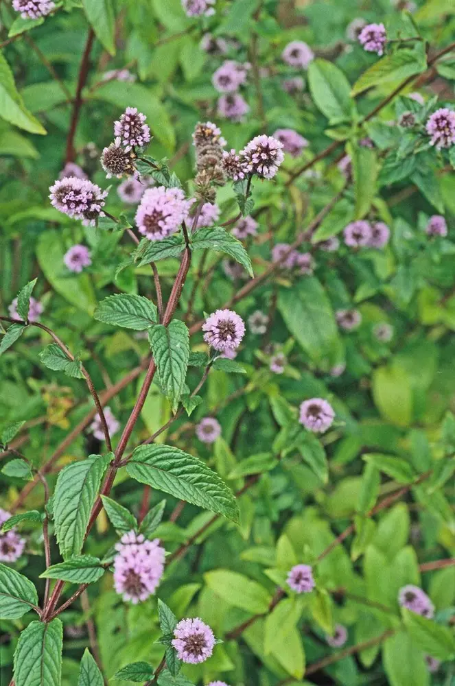 Peppermynteblader med lilla blomster