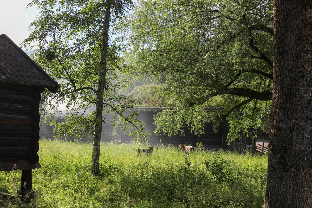 Dyr på beite i grønne omgivelser i Friluftsmuseet på Norsk Folkemuseum. 
