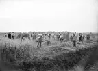 Skörden bärgas på Högåsa sommaren 1902. Bilden visar tydligt hur personalintensivt jordbruket ännu var före mekaniseringen under det nya seklets gång. Vad som inte syns är den förändring i arbetets organisation som gården likt många andra tillgodogjort sig under 1800-talets andra hälft. Högåsa ingick i säteriet Ljungs ägodomän och som en rationalisering av lantbruket hade man under nämnda period avvecklat gårdens torpare till fördel för statare, som utan egen jord att bruka nu var lantarbetare.