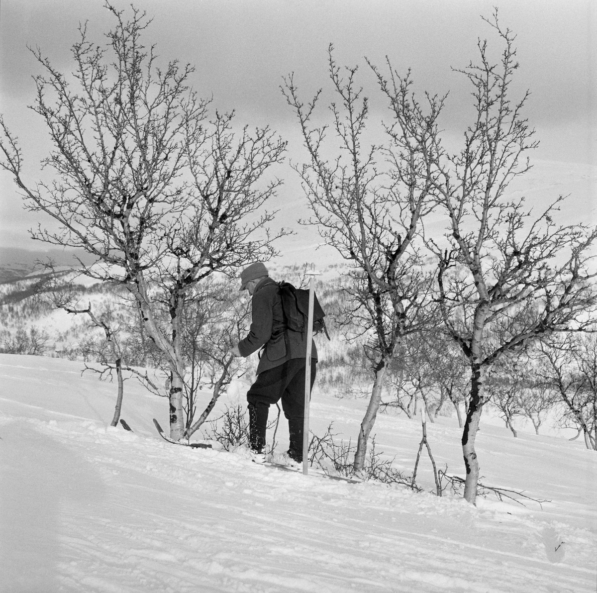 Snarefangst etter rype, Lesja i mars 1968.  Edvard Dorseth, Lesjaverk setter i  stand rypegarden  med kløfter og snarer.