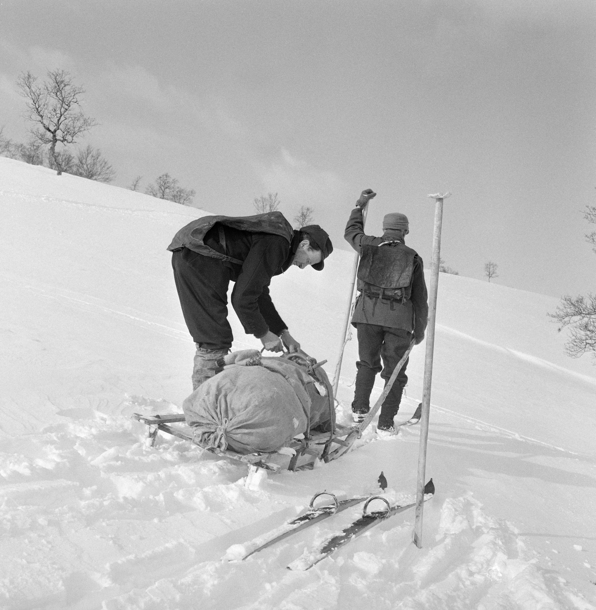 Snarefangst etter rype, Lesja i mars 1968. Transport av ryper med skikjelke. T.v. Edvard Dorseth, Lesjaverk, t.h. Ola Bergene fra Bjorli.