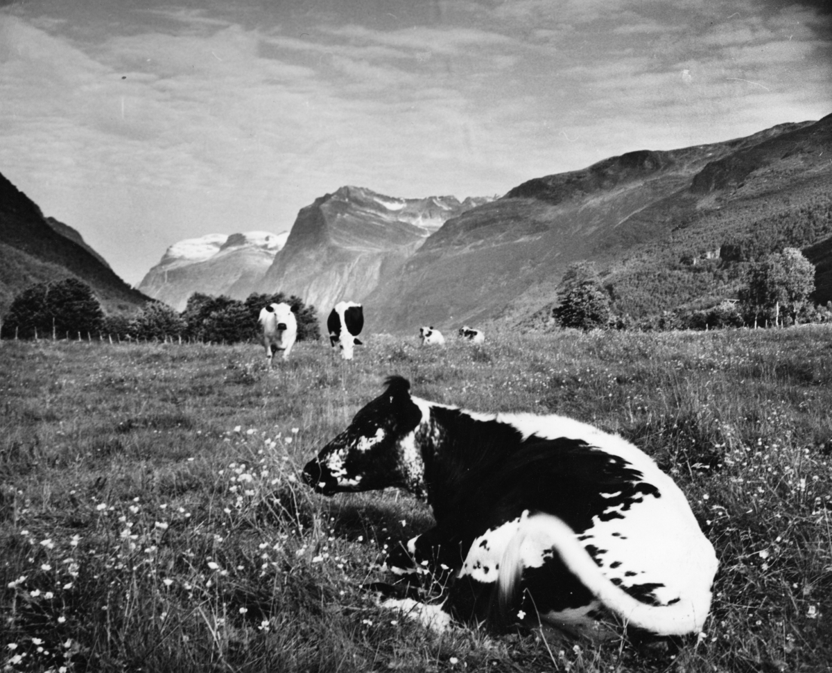 Flere kyr beiter på en eng. Noen av dyra ligger i gresset og tygger drøv.