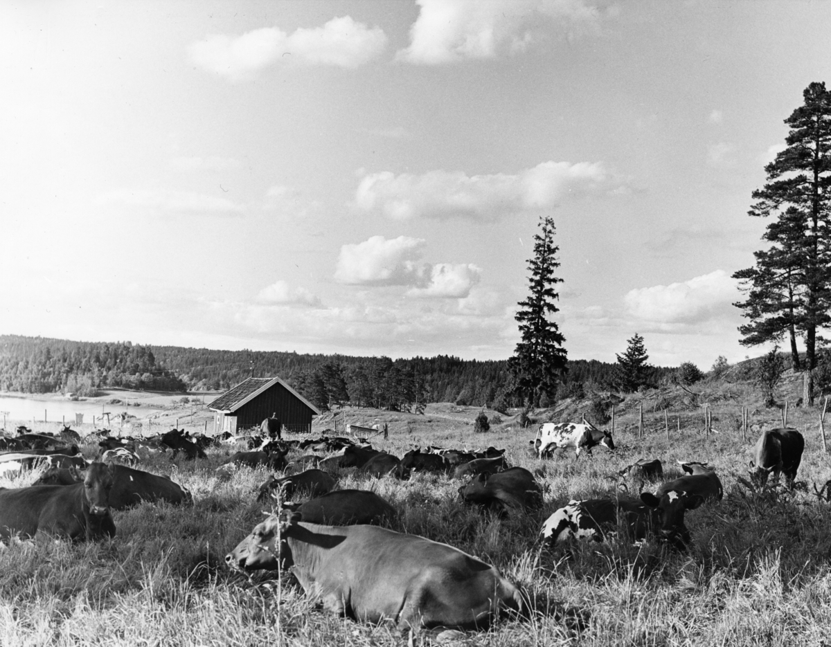 Flere kyr beiter på en eng. Noen av dyra ligger i gresset og tygger drøv. Kyra er av rasen norsk rødt fe.