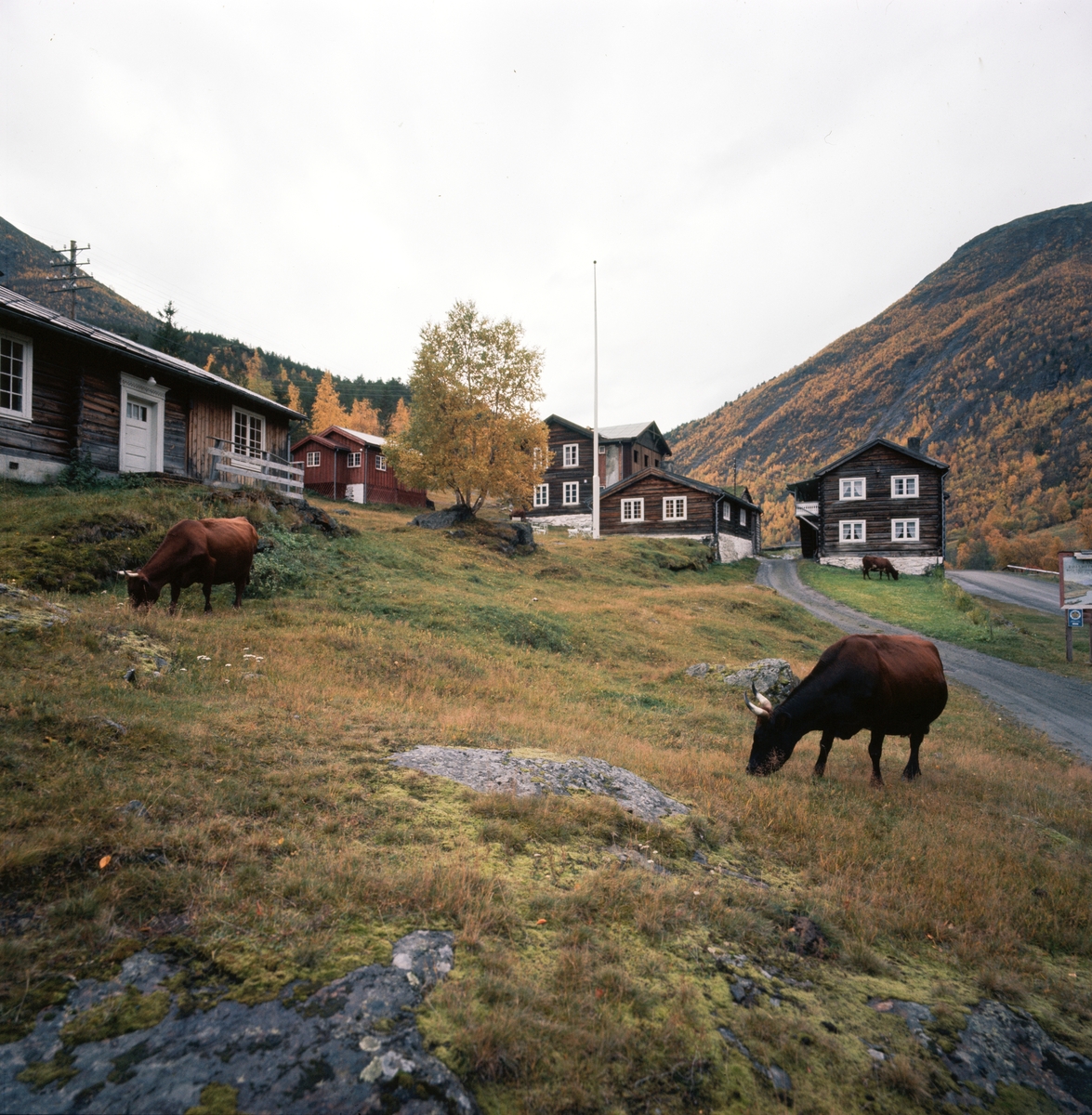 Røysheim 1 okt 1967