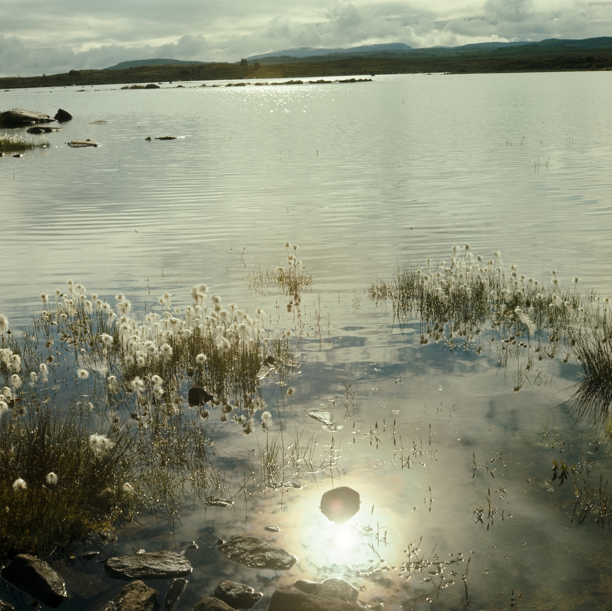 Solrefleks i Bjørnhølen (Vinstervann) F12-4. 6.8.-76