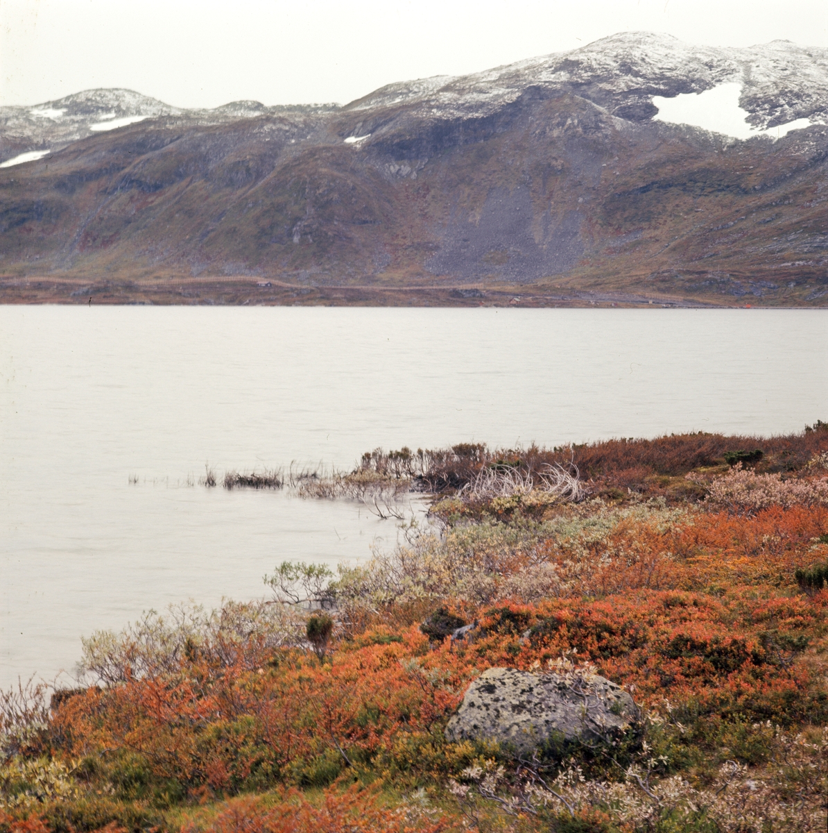 Høst ved Tyin 3 Okt. 1967