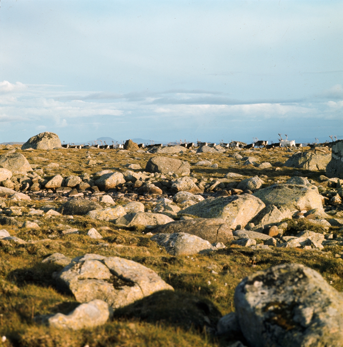 Valdresflya med reinsflokk og mye stein 2 28.8.1971